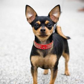 img 2 attached to Dazzling Suede Leather Collar: Sparkling Rhinestone Crystal Jewels for Small Pets