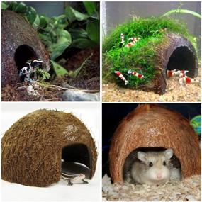 img 2 attached to 🐠 Coco Hut for Pets, 5x3 Inches, Handcrafted from Premium Coconut Shell, Rounded Edges, Supreme Comfort, Ideal for Fish Breeding, Space-efficient and Ample, Optimal Fish Hideout, 1 Piece