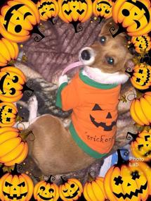 img 3 attached to Aslaylme Halloween Puppy Pumpkin Costume T-Shirt for Small Dogs and Cats