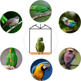 img 1 attached to 🐦 Natural Wood Bird Swing Hammock - Ideal Bird Toy for Parrot Cage: Perches for Cockatiel, Conure, Caiques, Parakeets, Budgie, Parrotlet - Swings & Perches