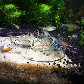img 1 attached to 🐠 Senzeal 2PCS Aquarium Shrimp Feeding Dish Bowls: Efficient Fish Tank Shrimp Feeder for Easy Water Food Serving