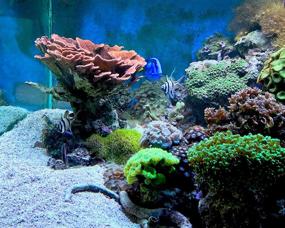 img 1 attached to 🐠 Seachem Reef Kalkwasser 500g: Essential Calcium Supplement for a Thriving Reef Aquarium Environment