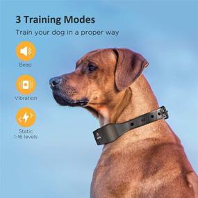 img 1 attached to 🐶 Highly Efficient PATPET Dog Shock Collar for Large Dog - Rechargeable, IPX7 Waterproof with Remote Control, 3 Modes (Beep, Vibration, 16 Static Levels) for Training 2 Dogs