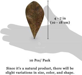 img 1 attached to SunGrow Indian Almond Leaves for Hermit Crabs - Supports Breeding, Natural Dried 🦀 Leaves to Enhance Humidity, Nutritious Treat for Crabs, Rich in Cellulose - Pack of 10