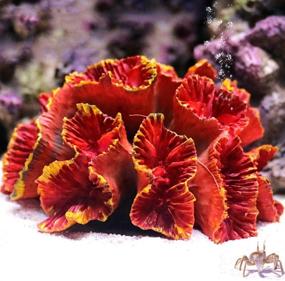 img 4 attached to 🐠 Polyresin Coral Ornament for Aquarium Decoration - 1 Pc, Measures 3.1" x 2.3" x 1.9" - Danmu, Fish Tank Aquarium Coral Decor