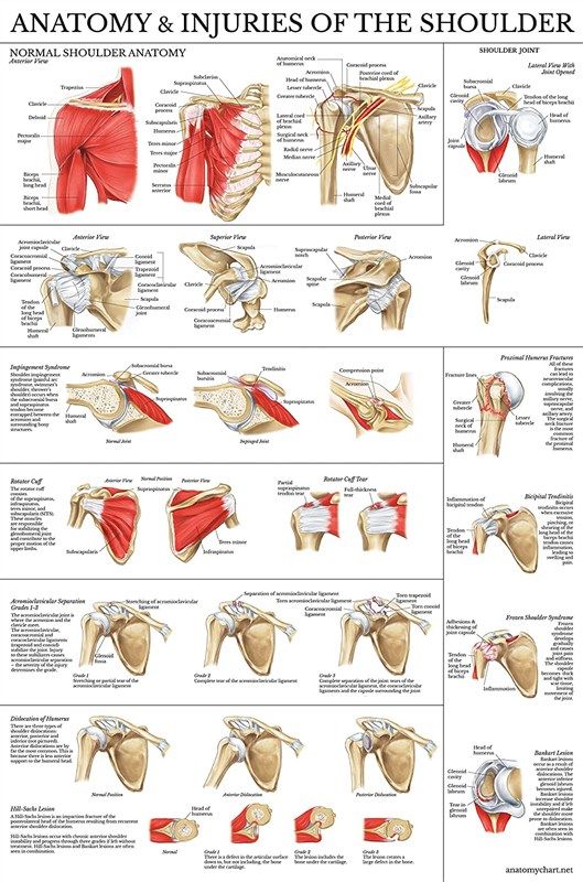 laminated anatomy injuries shoulder poster 로고