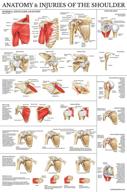 🩸 comprehensive laminated anatomy injuries poster - shoulder injury guide logo