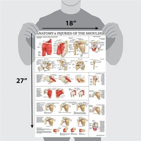 img 1 attached to 🩸 Comprehensive Laminated Anatomy Injuries Poster - Shoulder Injury Guide