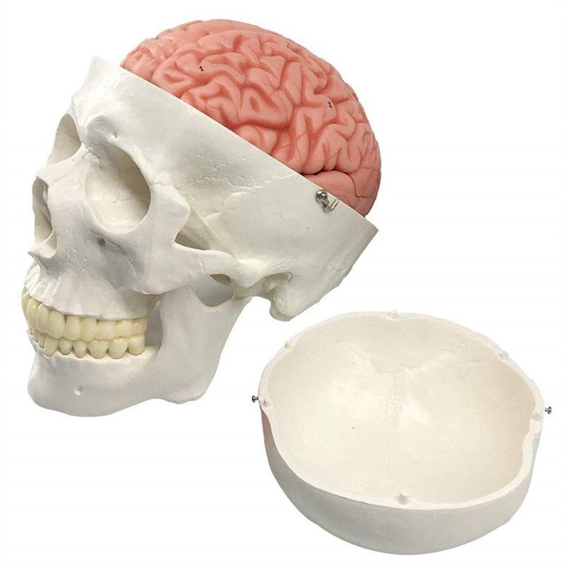 anatomical medical teaching learning education 로고