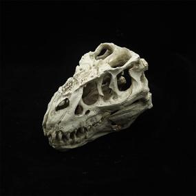 img 2 attached to 🦖 Norgail Aquarium Decor Dinosaur Skull Replica - Perfect Habitat for Shrimp, Small Fish Breeding, and Pet Reptiles - Resin Ornament for Fish Tank and Reptile House