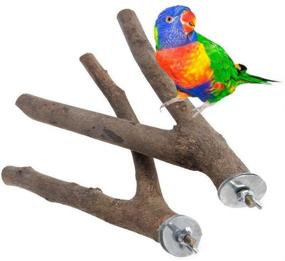 img 4 attached to 🐦 Pack of 2 Natural Wooden Fork Perch Stands for Budgies, Conures, Caciques, Cockatiels, Parakeets, Cockatoos - PINVNBY Bird Branches Toys for Parrot Cage