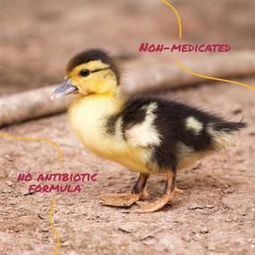 img 3 attached to 🦆 Manna Pro Non-Medicated Duck Starter Grower Crumble for Young Ducks, Promotes Optimal Digestive Health