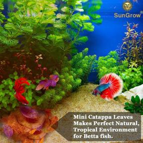 img 1 attached to 🌿 SunGrow Mini Catappa Leaves for Fish: Naturally Replicate Native Habitat, Stress Relief for Betta, Easy to Use - 50 Leaves per Pack