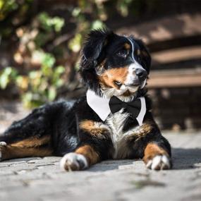 img 3 attached to 🐾 Handcrafted Adjustable White Bow Tie Dog Collar by Segarty - Formal Tux Bowtie for Pet Cats and Puppies, Necktie for Small Boy Dog - Ideal Gift for Wedding, Birthday, and Grooming Bows