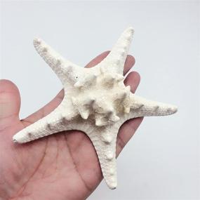 img 3 attached to PEPPERLONELY Natural Knobby Armored Starfish Fish & Aquatic Pets