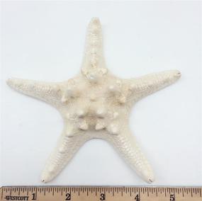 img 2 attached to PEPPERLONELY Natural Knobby Armored Starfish Fish & Aquatic Pets