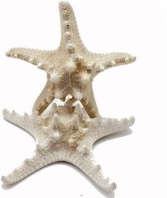 img 4 attached to PEPPERLONELY Natural Knobby Armored Starfish Fish & Aquatic Pets