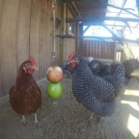 img 1 attached to 🐔 Vehomy Hanging Chicken Vegetable Feeder Toy | Skewer Fruit Holder for Hens & Large Birds | 3PCS