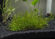 aquatic arts java moss mat: vibrant live aquarium plant, 3.6 x 3.6 inch mat - enhance your aquatic life with this lush addition! logo