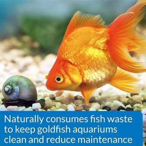 img 1 attached to 🐠 GOLDFISH PROTECT API Aquarium Water Conditioner - 4oz Bottle | Enhancer for Fish Tank Wellness