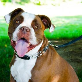 img 3 attached to 🐶 Efficient Quick Release Dog Training Collar: Easy Buckle, No Pull Pinch, Tactical Look, Snug Fit, Chrome Plated Stainless Steel Prong Collar