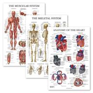 pack skeleton muscular anatomical laminated science education and charts & posters logo