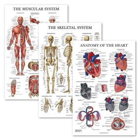 img 4 attached to Pack Skeleton Muscular Anatomical Laminated Science Education and Charts & Posters