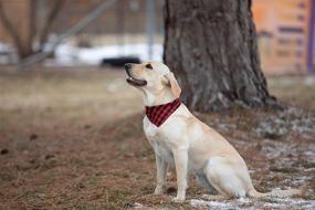 img 2 attached to 🐾 Pack of 3 Reversible Plaid Pet Bandanas (Small, Medium, or Large) - Soft Cotton Dog Accessories