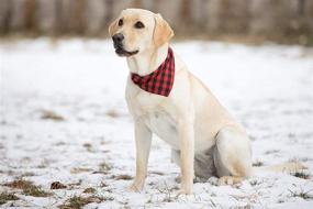 img 3 attached to 🐾 Pack of 3 Reversible Plaid Pet Bandanas (Small, Medium, or Large) - Soft Cotton Dog Accessories