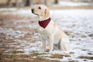 🐾 pack of 3 reversible plaid pet bandanas (small, medium, or large) - soft cotton dog accessories логотип