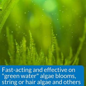 img 2 attached to 🌿 API ALGAEFIX Algae Control 1.25-Ounce Bottle: Highly Effective Algae Remover in a Convenient Size – ALGAEFIX 1.25 OZ