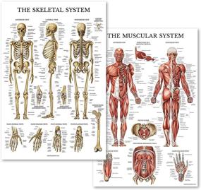 img 4 attached to 📚 Musculoskeletal Anatomy Chart by Palace Learning