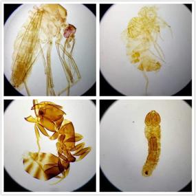 img 4 attached to 🔬 Enhancing Learning with DIY SCIENCE: Prepared Microscope Specimens for Educational Exploration