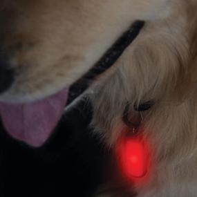 img 1 attached to 🐶 Dorcy International PS07-60641-BLA Pet Collar/Clip Light: Illuminate and Safeguard Your Pet with this Essential Gear