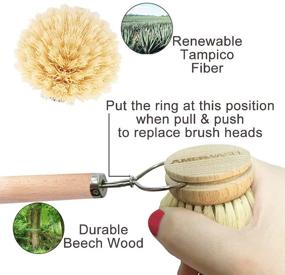 img 1 attached to 🧽 AMERWASH PLUS Classic Dish Brush Replacement Head 2-Pack - Natural Bristle Tampico Fiber for Versatile Cleaning, Kitchen Scrubber