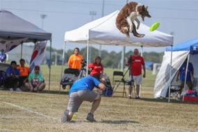 img 2 attached to 🐶 Competition Grade 8.75 Inch Hyperflite K-10 SofFlite Dog Disc - Ultra-Soft Flying Disc for Canines with Sensitive Mouths, Ideal for Outdoor Training and Best Dog Frisbee