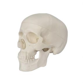 img 1 attached to Anatomical Palm-Sized Human Skull with Removable Features