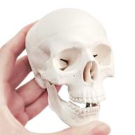 anatomical palm-sized human skull with removable features logo