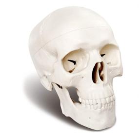 img 3 attached to Anatomical Palm-Sized Human Skull with Removable Features
