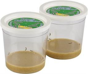 img 3 attached to Insect Lore: Two Cups Caterpillars Kit - The Ultimate Butterfly Growing Experience!