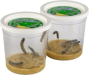 img 2 attached to Insect Lore: Two Cups Caterpillars Kit - The Ultimate Butterfly Growing Experience!