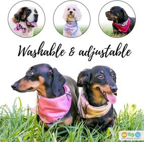 img 1 attached to Elevate Your Dog's Style with Eat Paws Play Designer 3 Piece Boy & 🐾 Girl Boxed Sets: Washable, Adjustable, and Perfect for Small, Medium, or Large Dogs & Puppies