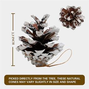 img 1 attached to 🌲 Pack of 30 Natural Mini Christmas Pine Cones 1.6" to 2.4" with Strings - Frosted Pinecones, Snow Tipped Pine Cones Ornaments for Xmas, Fall, Thanksgiving, Christmas Party Decorations - Ideal for DIY Crafts