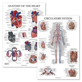 img 4 attached to Pack Circulatory Anatomy Anatomical Laminated