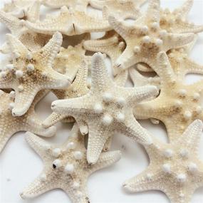 img 4 attached to PEPPERLONELY Natural Knobby Armored Starfish