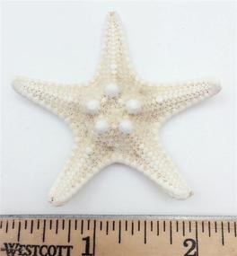 img 2 attached to PEPPERLONELY Natural Knobby Armored Starfish
