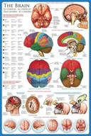 🧠 laminated brain anatomy science poster: a comprehensive guide to understanding the brain's intricacies logo