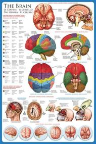 img 1 attached to 🧠 Laminated Brain Anatomy Science Poster: A Comprehensive Guide to Understanding the Brain's Intricacies