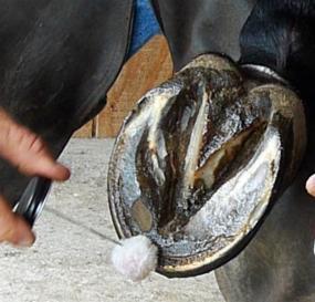 img 1 attached to 🐴 Revive Hoof Health: SBS Equine Item 307 Brush-on Size Hoof Treatment