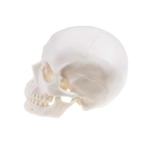 img 2 attached to Ocean Aquarius Realistic Skull Human